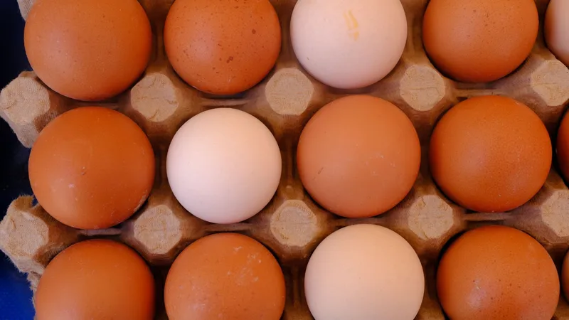 Yüksek proteinli diyette tavuk, yumurta, mercimek ve balık gibi farklı protein kaynakları